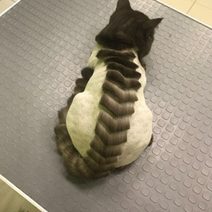 Фото от владельца Стильный хвостик, парикмахерская для животных