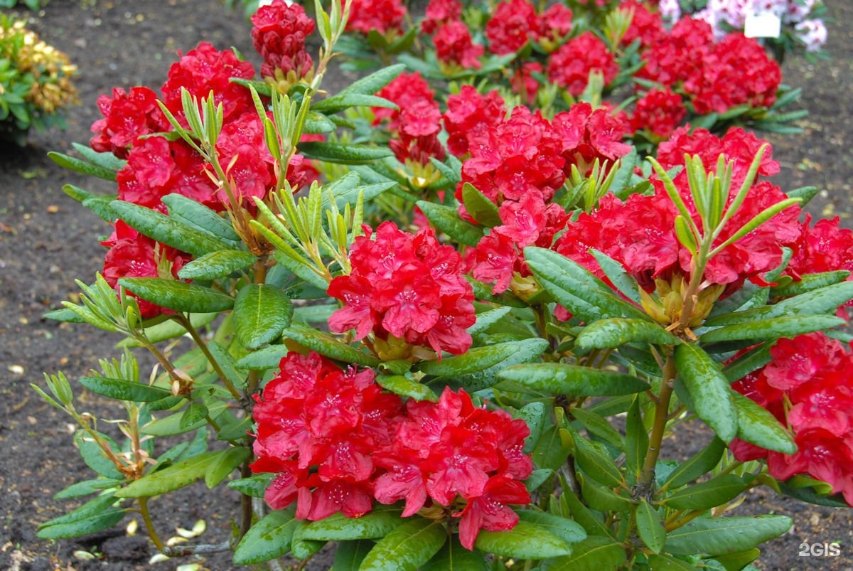 Рододендрон Фото И Описание Кустарника