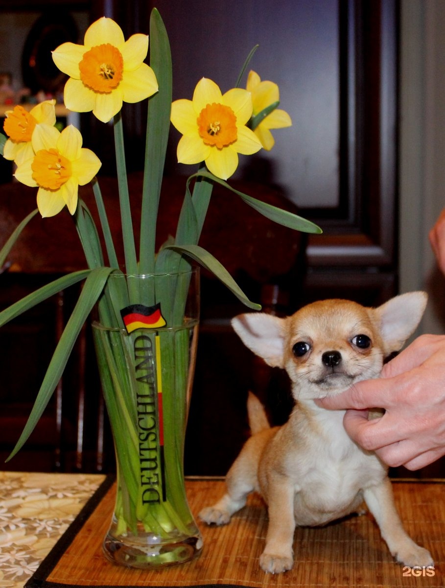 чихуахуа рикко вигал, московский. чау хуа. чихуахуа рикко вигал леонардо. улица чихуахуа.