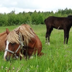 Фото от владельца Royal Horse, конный клуб