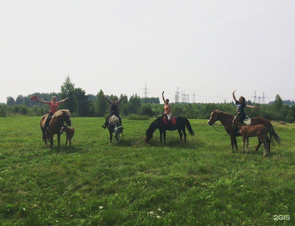 Конный клуб Курган. Конный клуб Ромашка. Конный клуб Бородино Мытищи. Роял Хорс Кострома конный клуб.