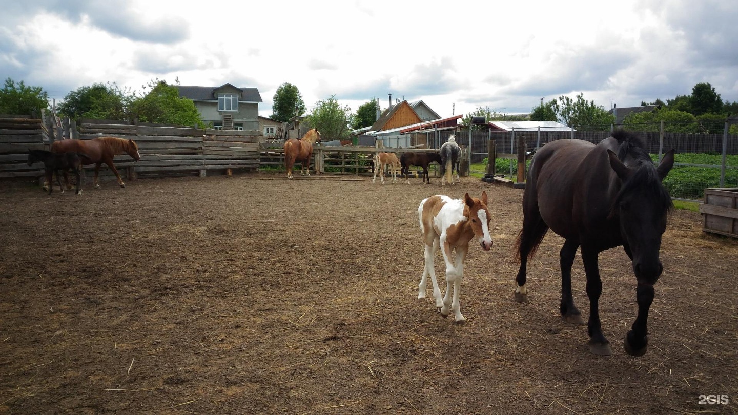 Хорс конный. Royal Horse Кострома. Роял Хорс Кострома. Конный дворик золотые лошади. Golden Horse конный клуб.