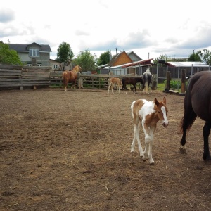 Фото от владельца Royal Horse, конный клуб