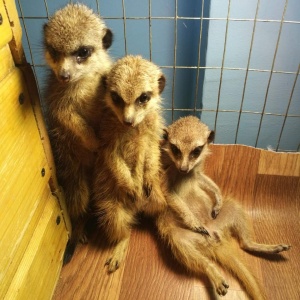 Фото от владельца Цыпа, трогательный мини-зоопарк
