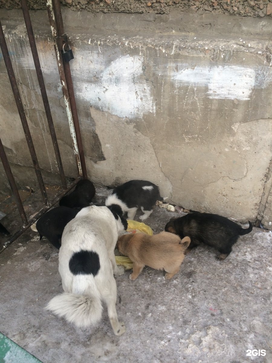 Приют для бездомных животных Улан-Удэ