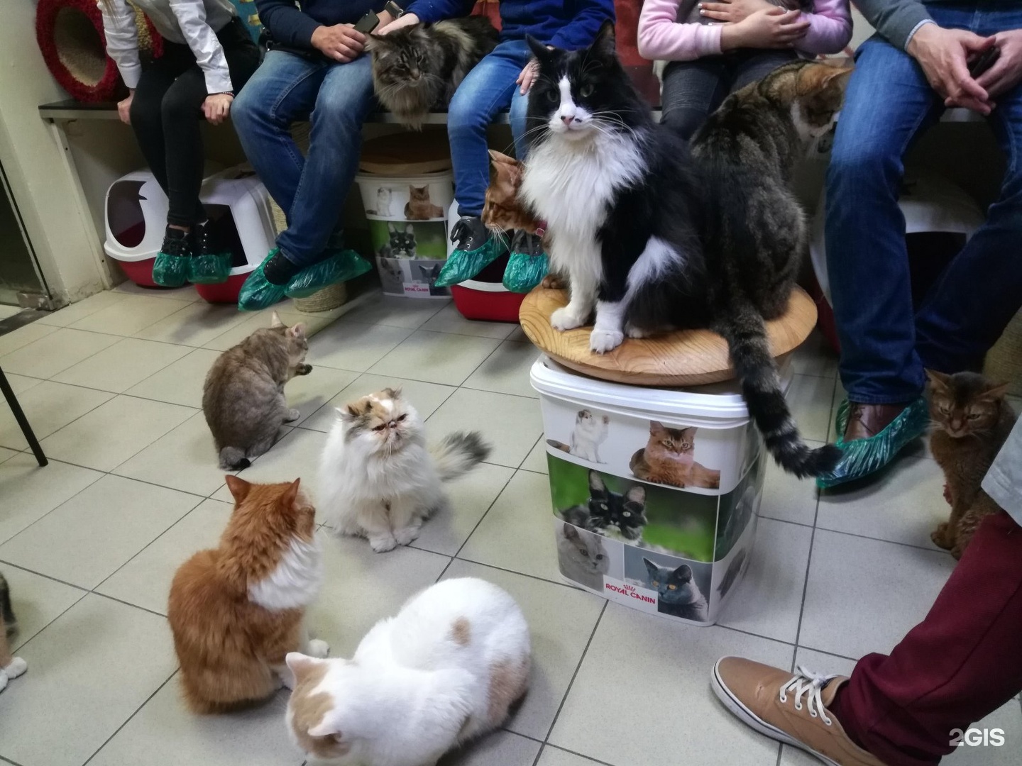 республика кошек санкт петербург