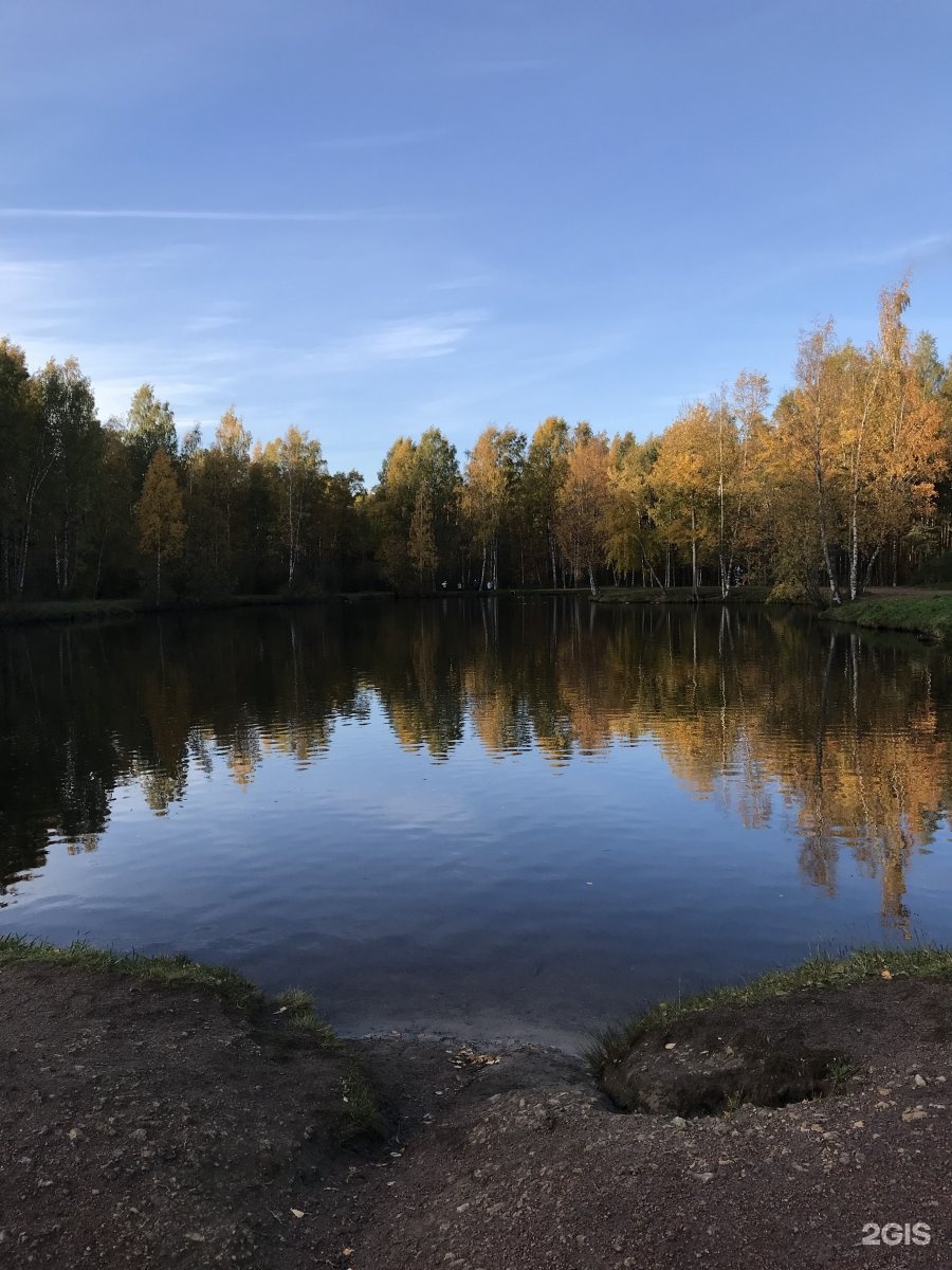 Сосновка. Сосновка (городской округ озёры). Парк Сосновка ночью. Красивые места в Сосновке. Волковский парк СПБ.