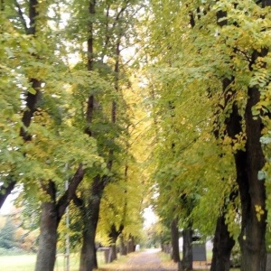 Фото от владельца Центральный парк культуры и отдыха им. С.М. Кирова