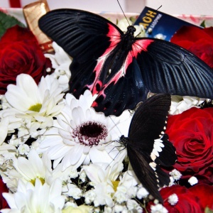 Фото от владельца Махаон, салон живых тропических бабочек