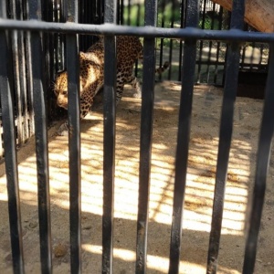 Фото от владельца Читинский городской зоопарк