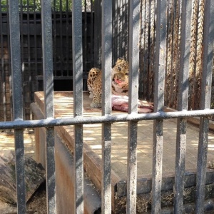 Фото от владельца Читинский городской зоопарк