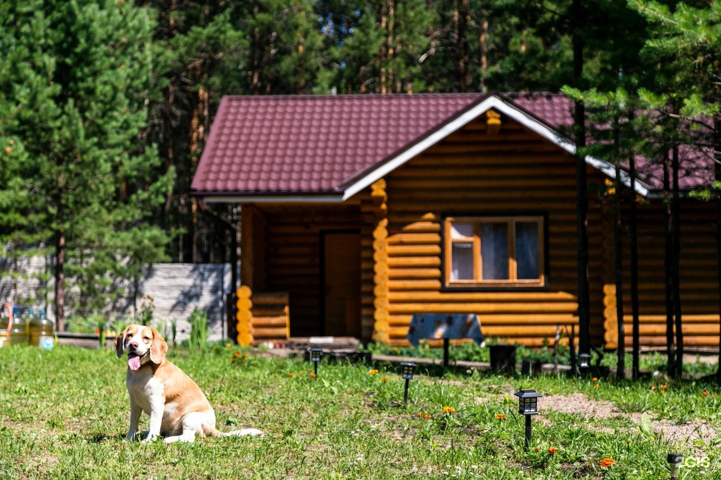 Ооо лесное