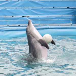Фото от владельца Sea Life, Новороссийский дельфинарий