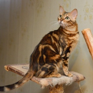 Фото от владельца Шах, многопородный питомник кошек