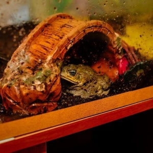 Фото от владельца МуЛяЖ, музей лягушек и жаб