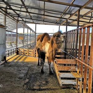 Фото от владельца Страусиное подворье