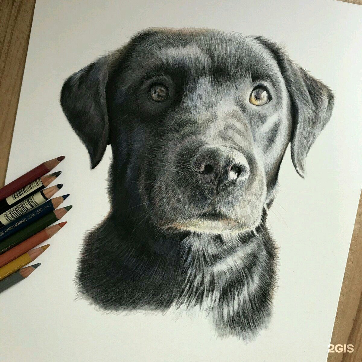 Собаки маркерами. Профессиональные рисунки. Животные карандашом. Собака рисунок карандашом. Собака рисунок реалистичный.