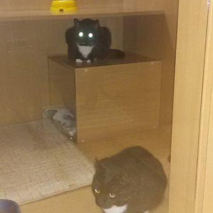 Фото от владельца Pussy Cat Apartments, салон-отель для кошек