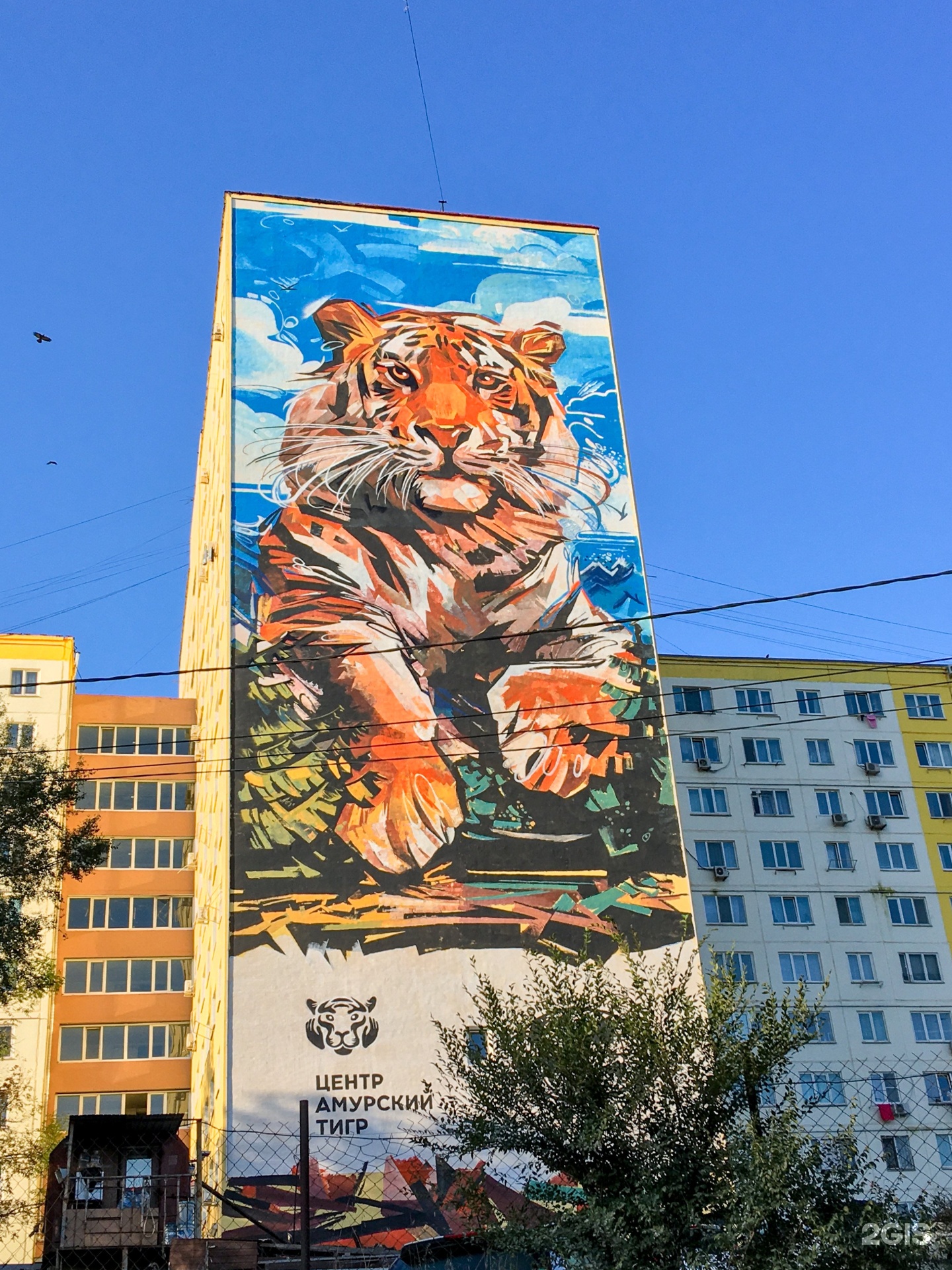 Владивосток тигр