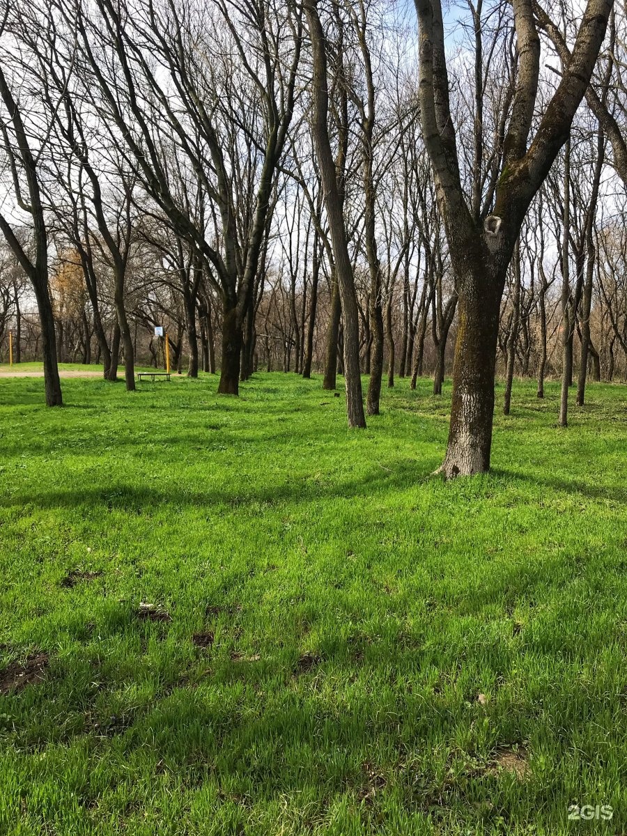 Городская роща. Городская роща Армавир. Парк городская роща Армавир. Армавир благоустройство в городской роще. Армавир микрорайон Северный и роща обновленная.