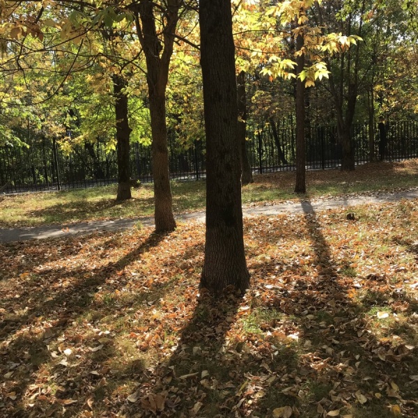 Суворовский парк кунцево фото