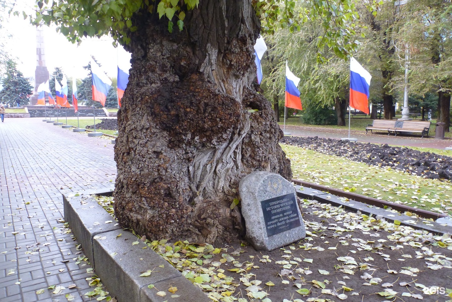 Памятники тополь. Тополь на площади павших борцов Волгоград. Тополь на аллее героев. Аллея тополей Волгоград. Дуб в Волгограде на аллее героев.