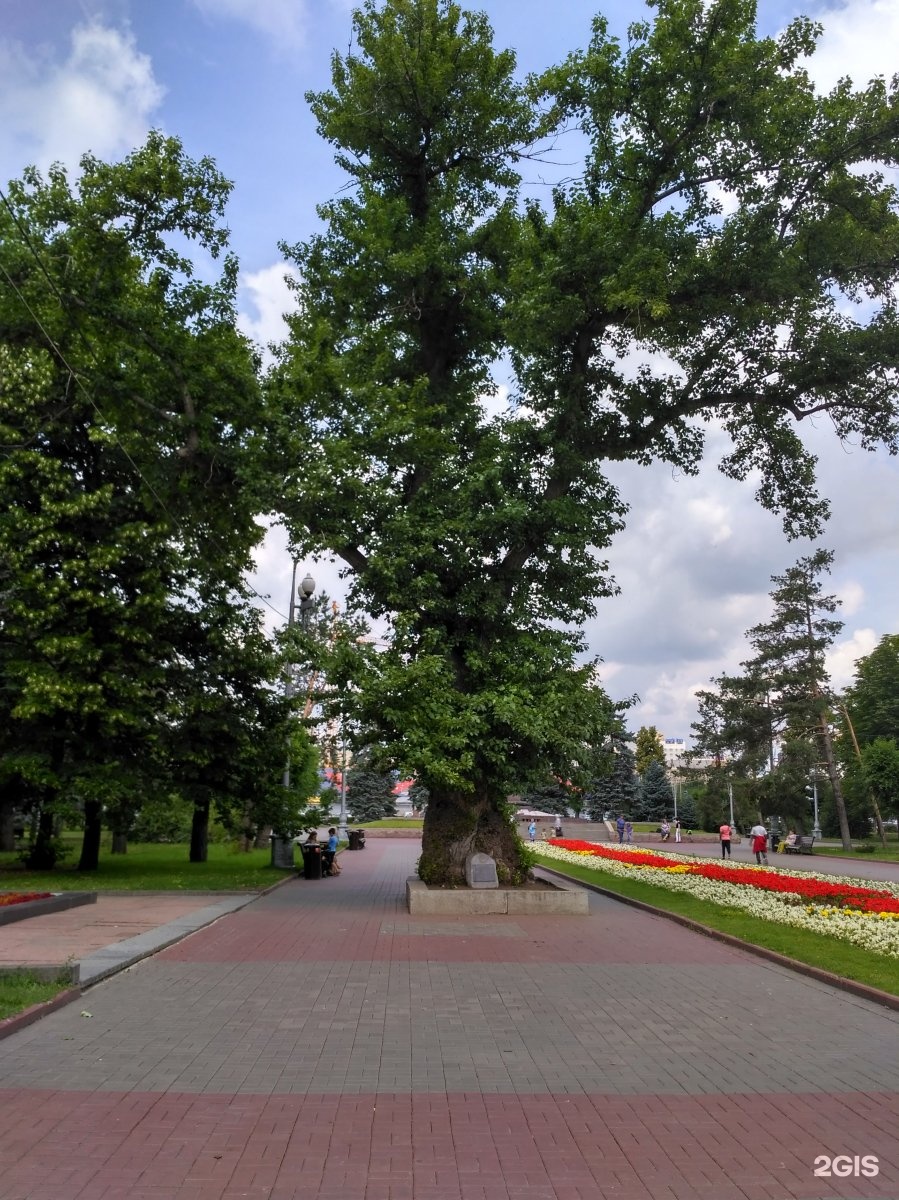 тополь на площади павших борцов