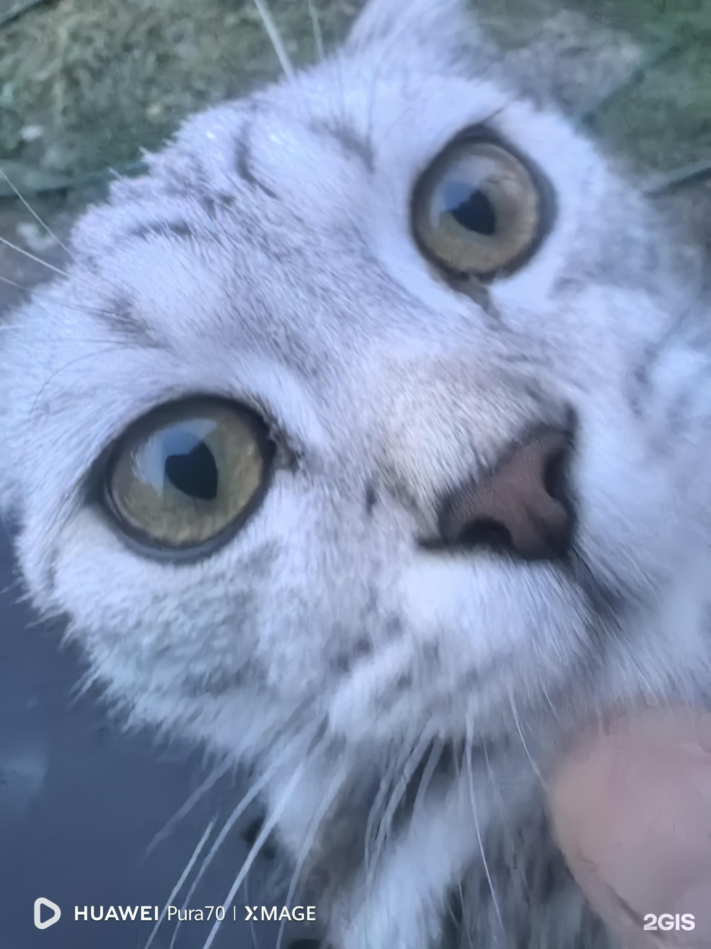 Неміс офицерінің порносы