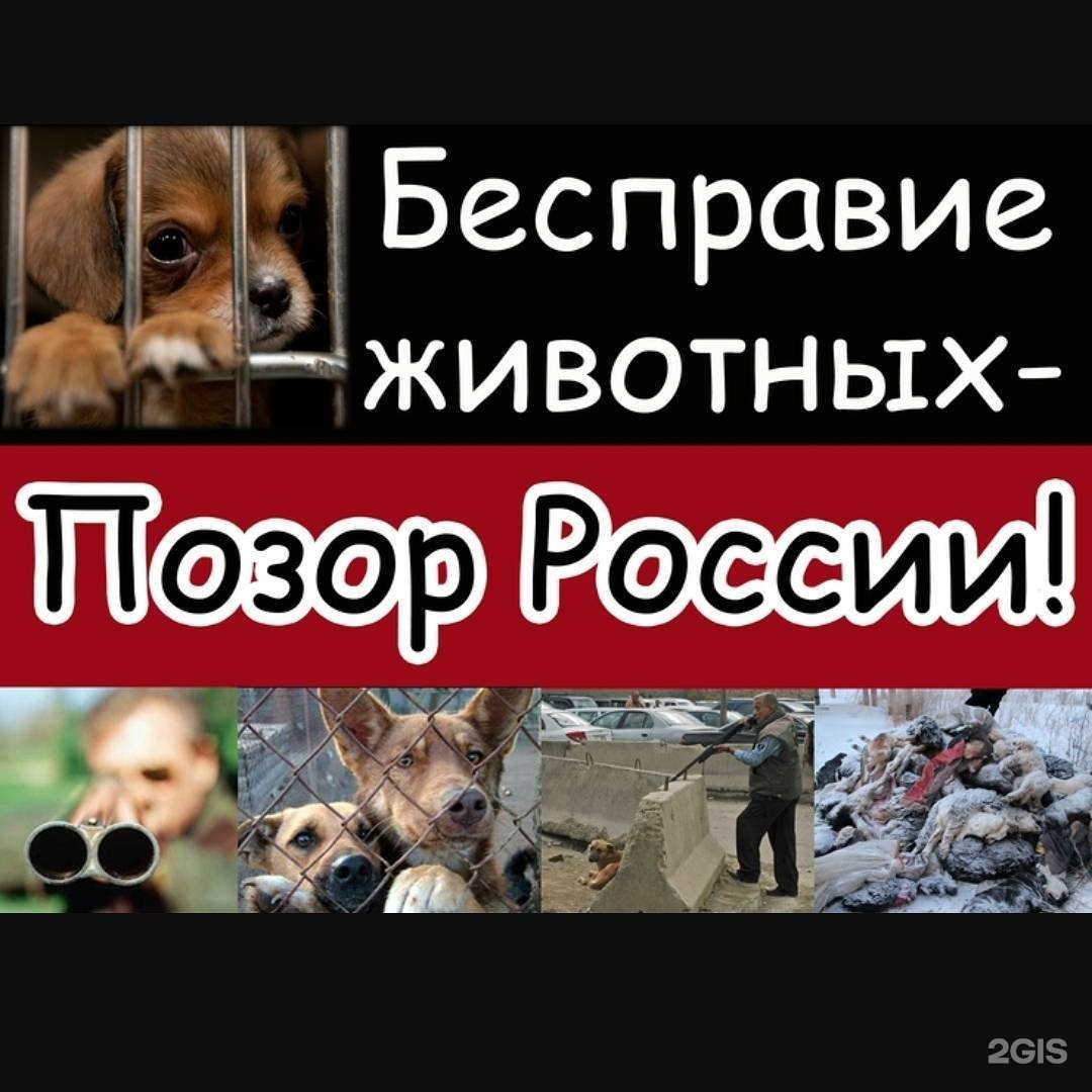 Pet City, ветеринарная клиника, проспект Маршала Блюхера, 7 к3,  Санкт-Петербург — 2ГИС