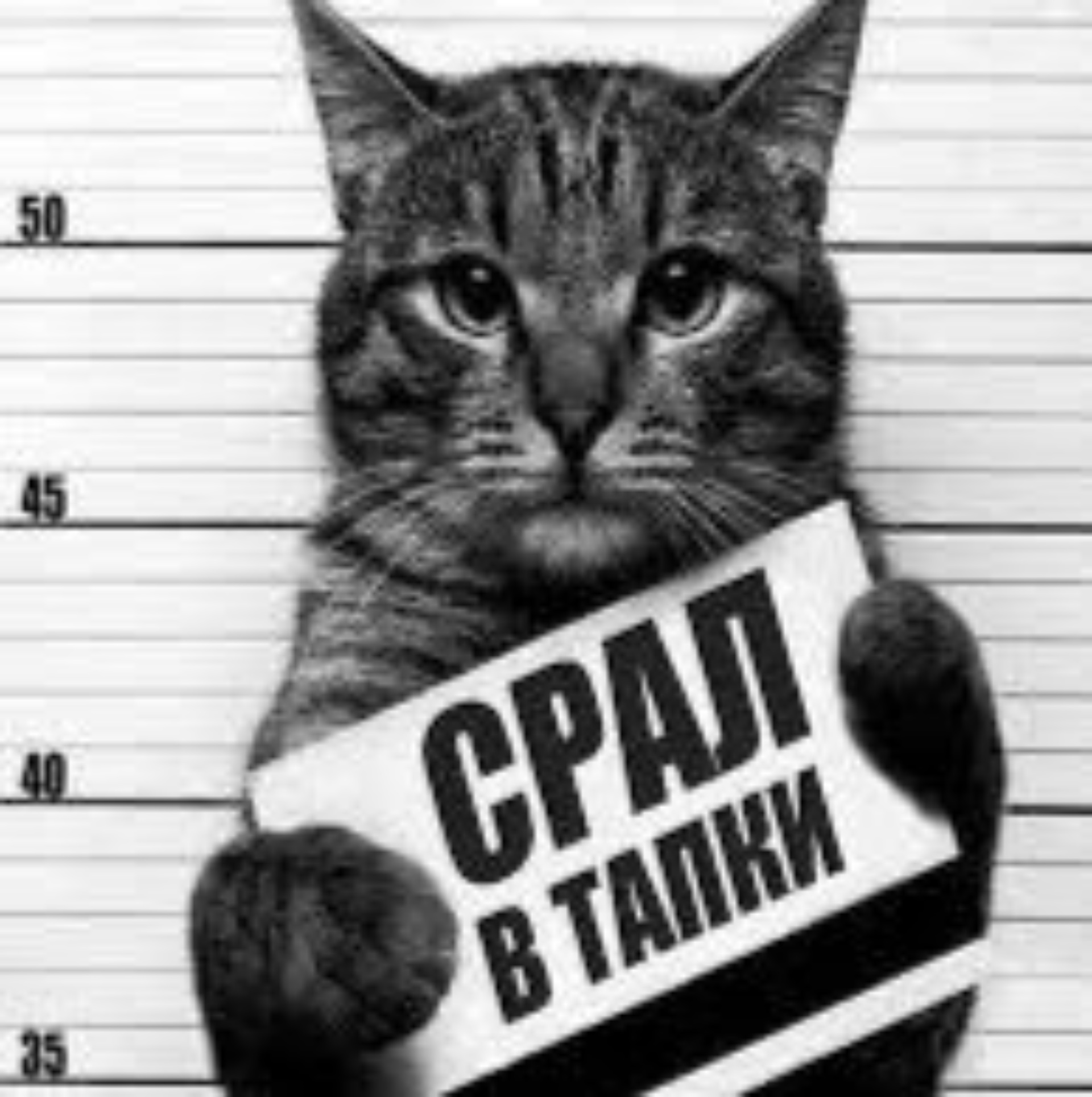 Кот преступник с табличкой