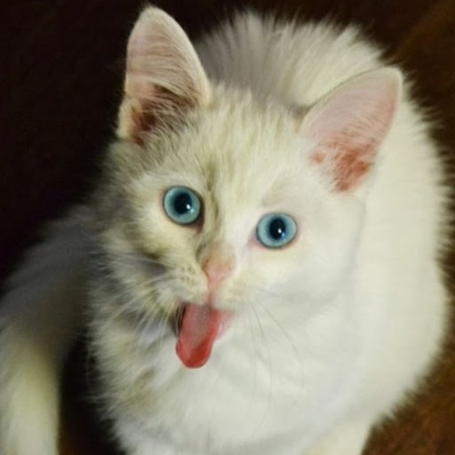 Qorgon viloyati, Kargapolye qishlogi, fohishalar Qorgon viloyati, Kargapolye qishlogi, fohishalar