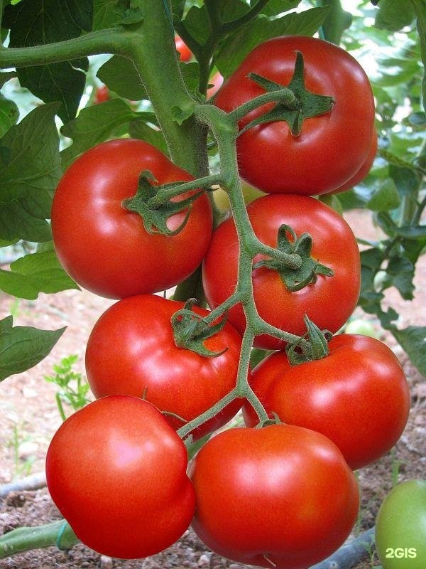 Изображение организации