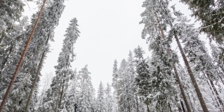 Сосново: Отель Игора. Времена года