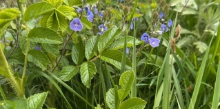 Таранай: Вилла/Бунгало Хижина