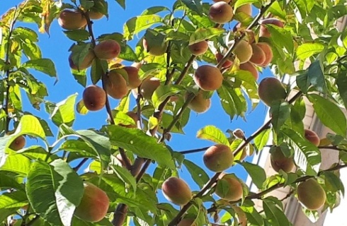 пос. Пересыпь: Гостевой дом Райский уголок