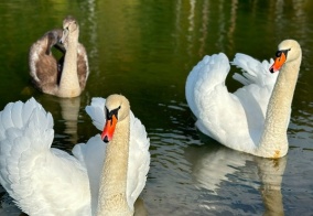 Апартаменты Дубль Дачи Капитан Рассветный в Тульской области