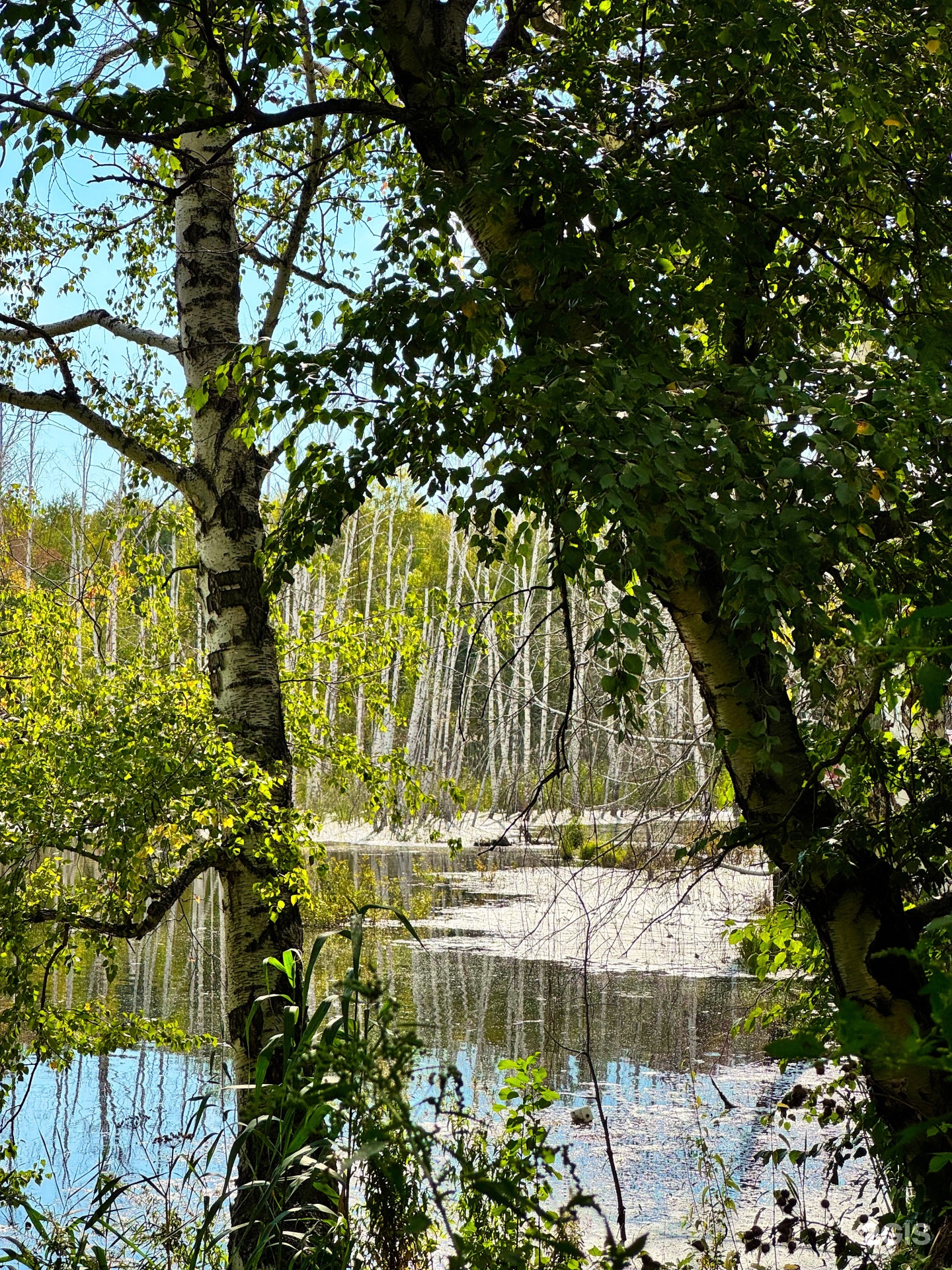 Боровлянка